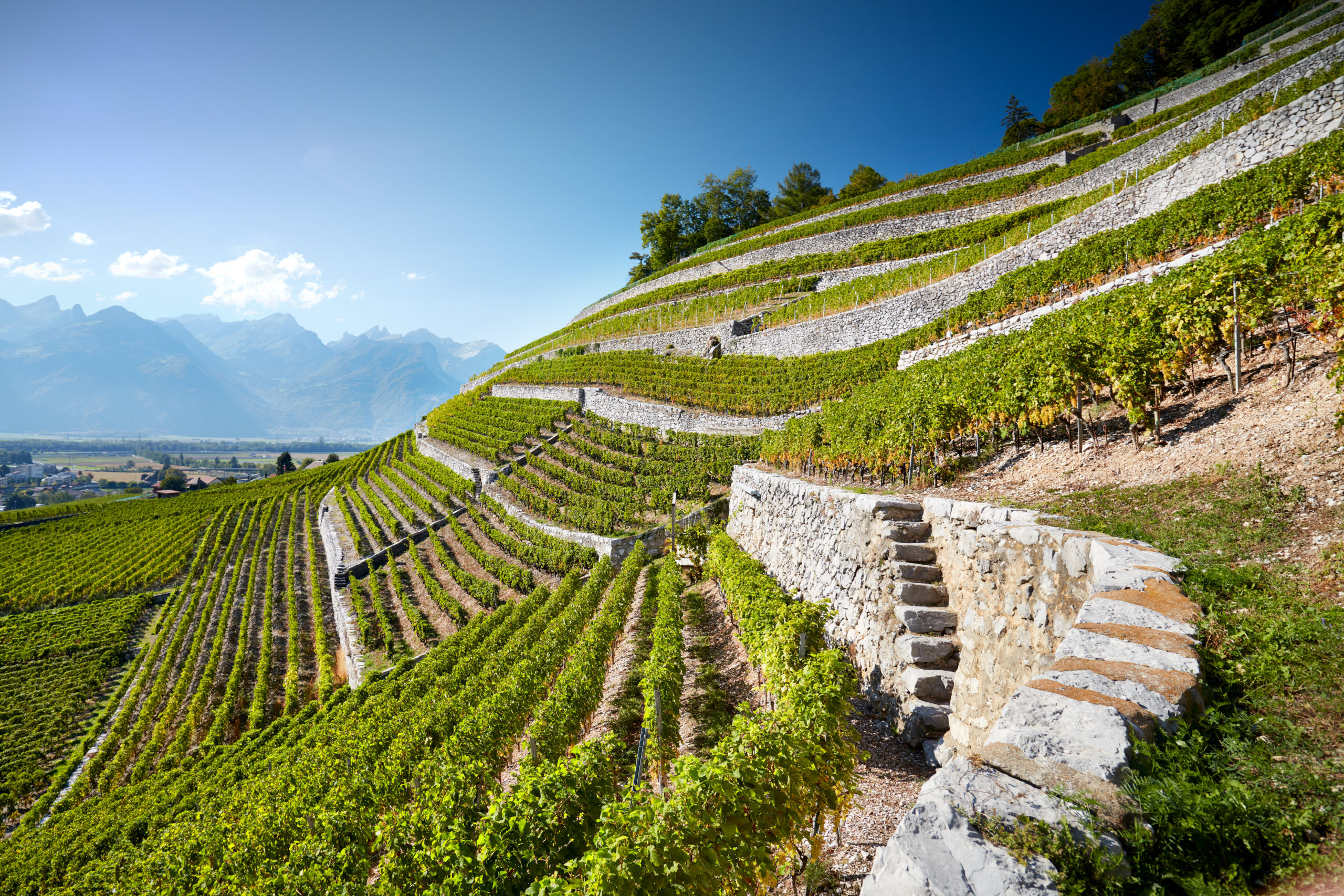 Le Temps – André Hoffmann, militant pour une viticulture durable